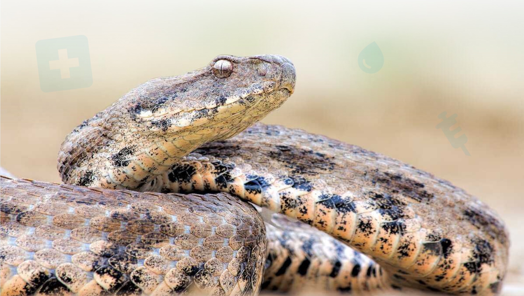 укусила змея Тбилиси