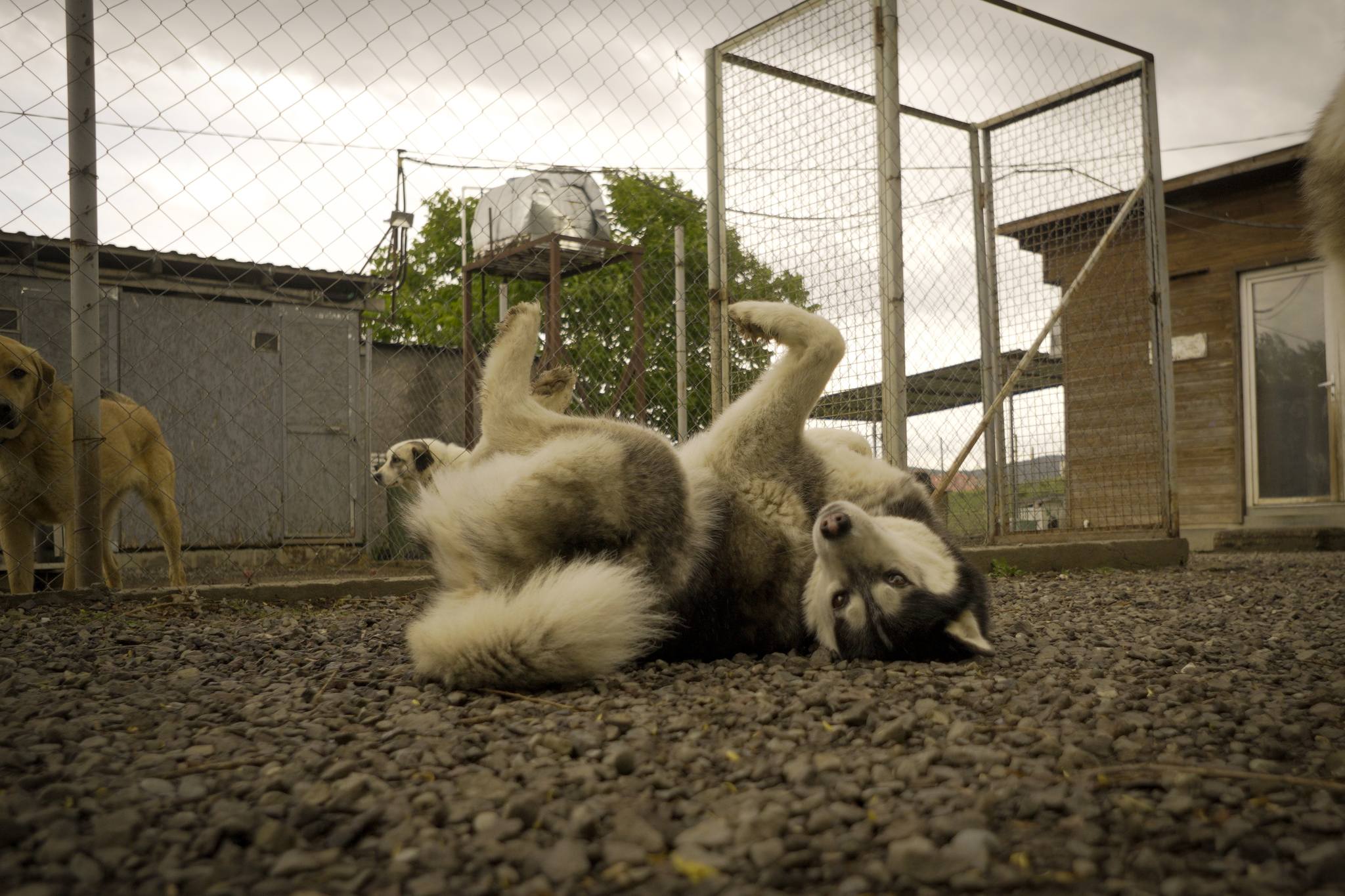 Приют D.O.G. Тбилиси