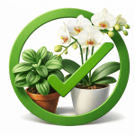 Безопасные растения для кошек и собак: орхидея и пеперомия