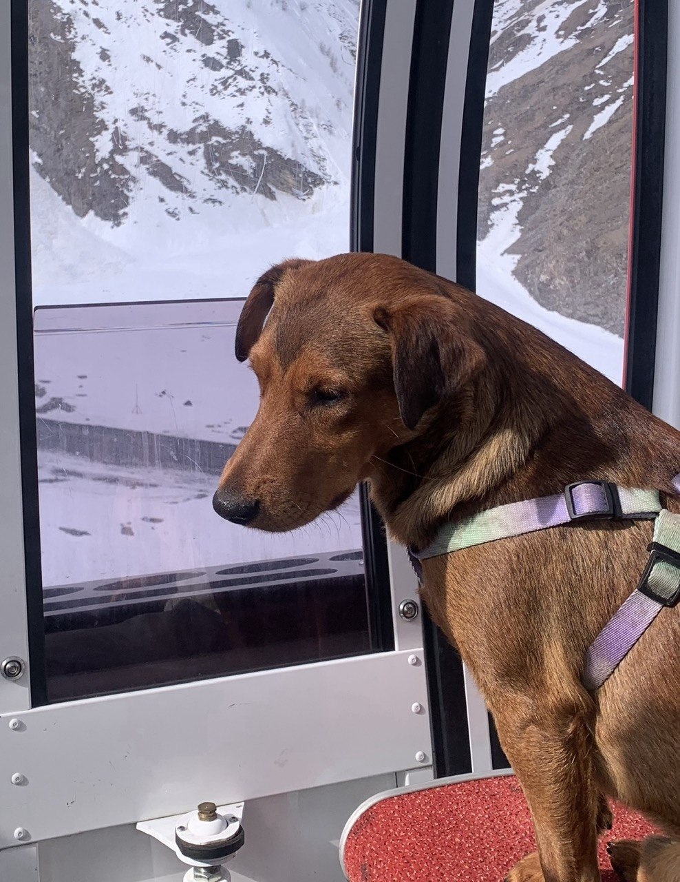 собака в канатке Тбилиси